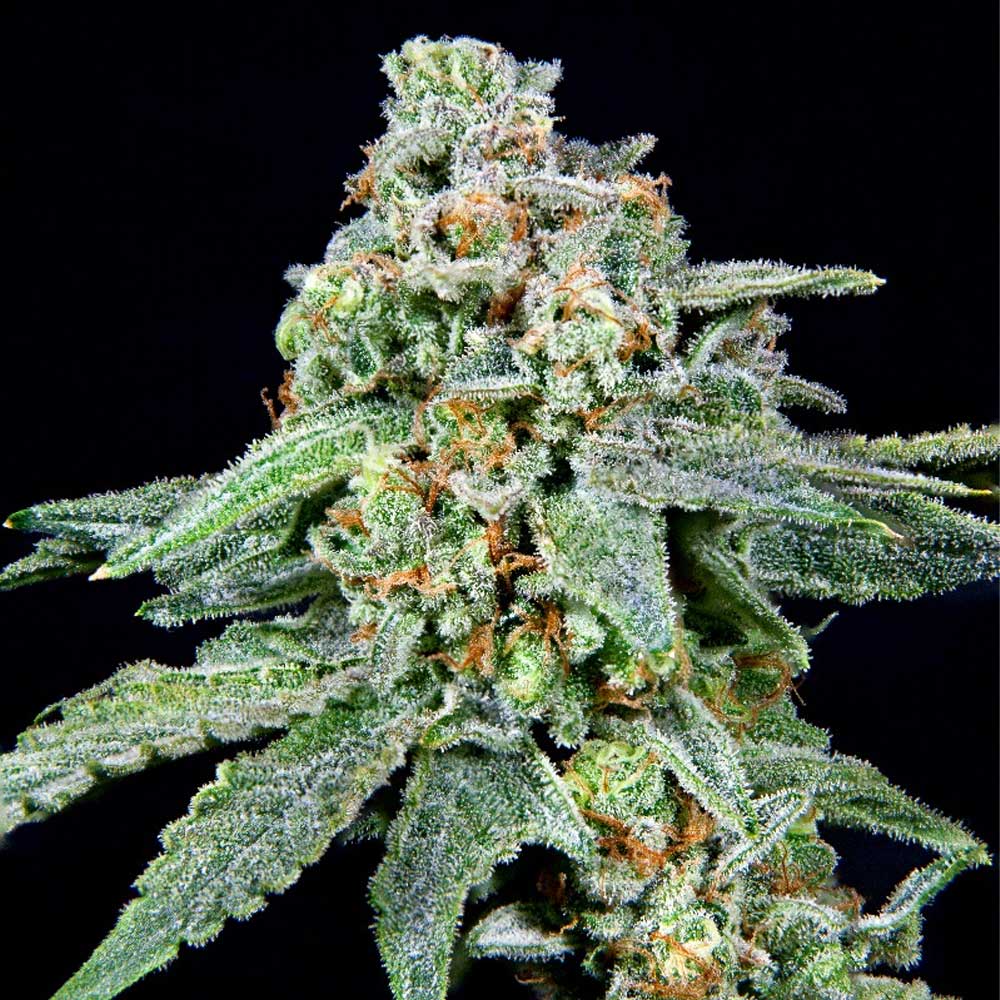 026 Female Weed Seeds by Grateful Seeds Wholesale
