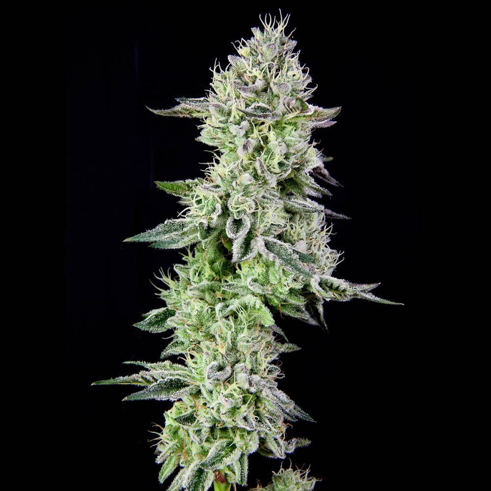 Barbaras Pie Female Weed Seeds by Grateful Seeds Wholesale
