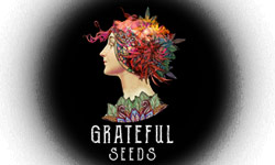 Grateful Seeds Wholesale