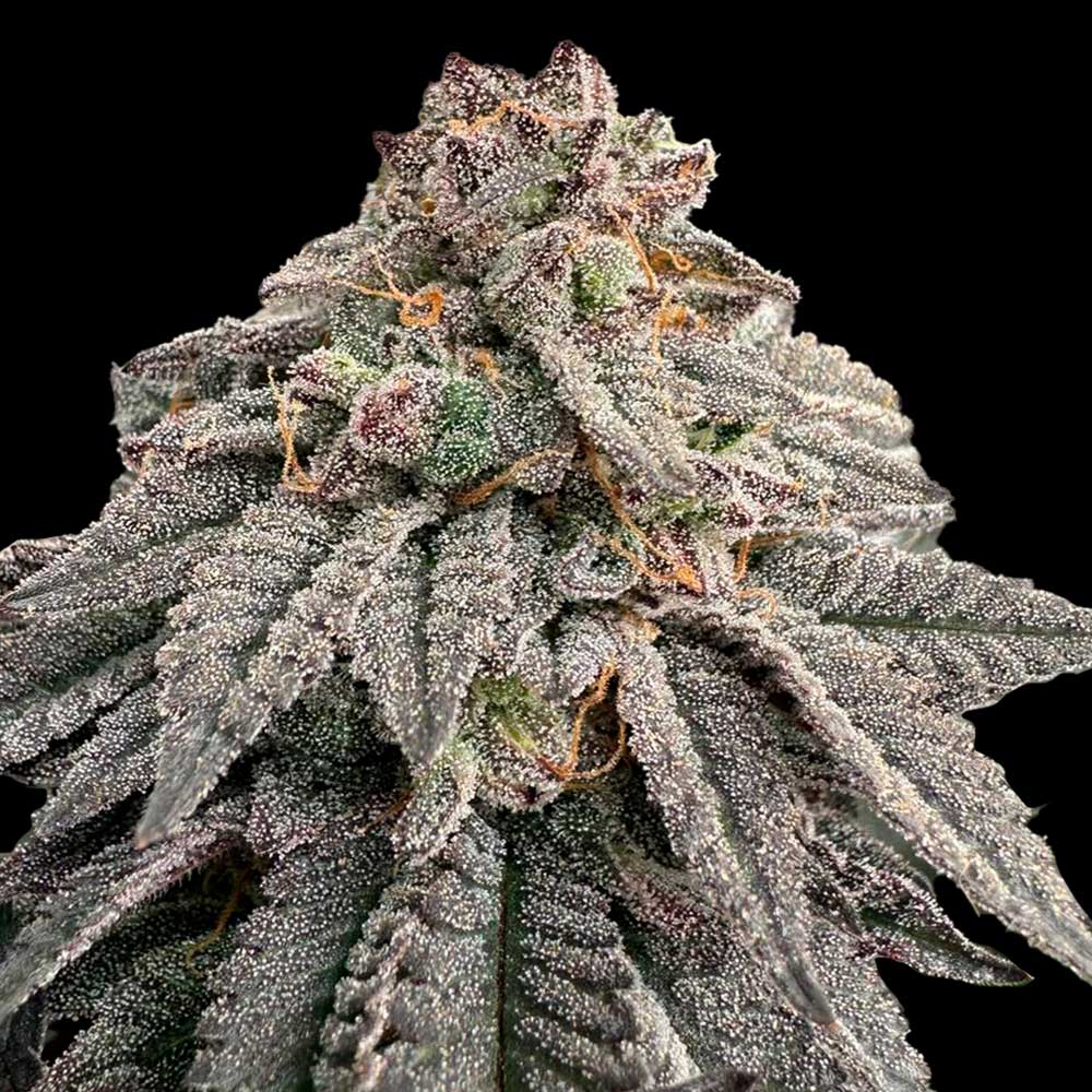 Hash Belt Female Weed Seeds by Grateful Seeds Wholesale