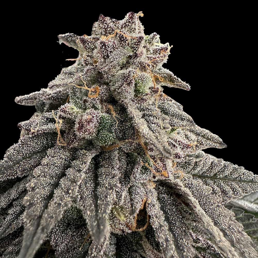 Meat Grinder Female Weed Seeds by Grateful Seeds Wholesale