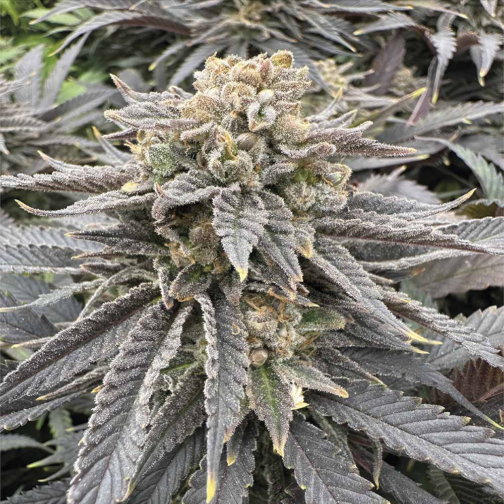 Midnight Zlap Female Weed Seeds by Grateful Seeds Wholesale