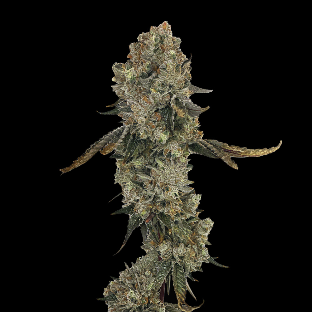 Obsession  Female Weed Seeds by Grateful Seeds Wholesale