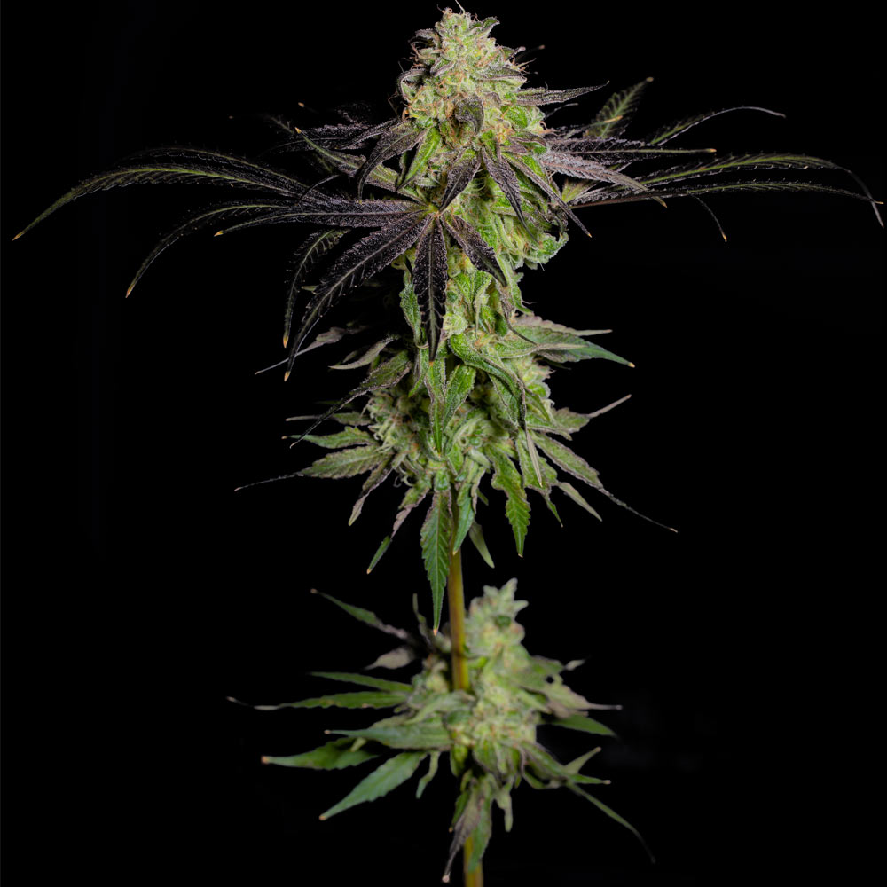 Tha Gelee Female Weed Seeds by Grateful Seeds Wholesale