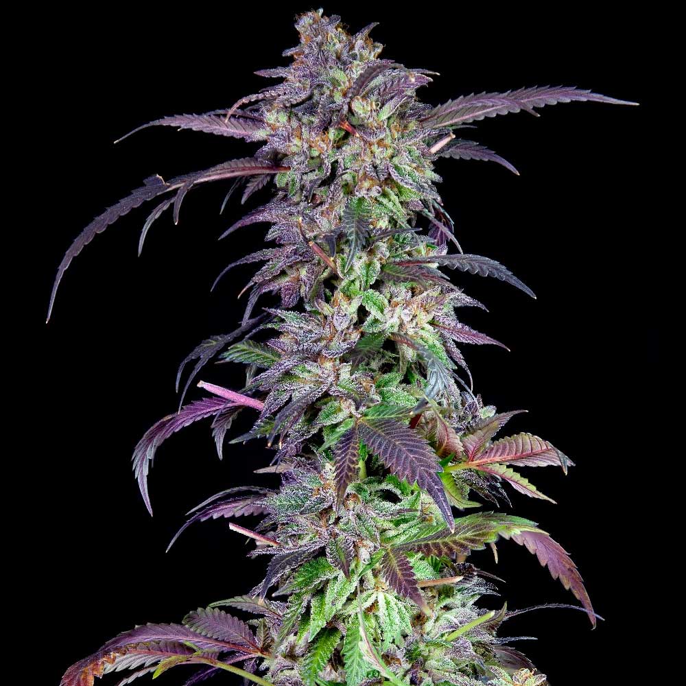 Orangina Female Weed Seeds by Grateful Seed Wholesale