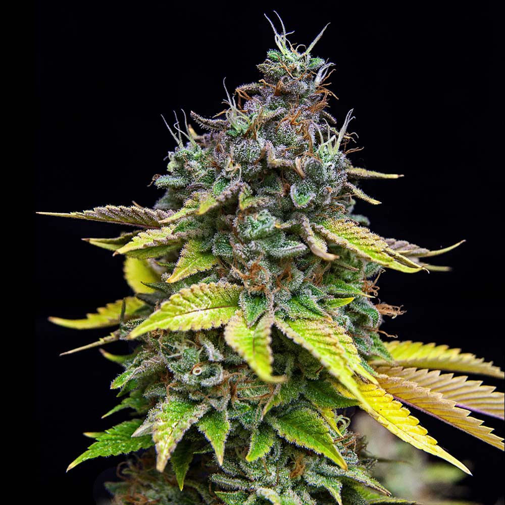 Papaya Cooler Female Weed Seeds by Grateful Seeds Wholesale