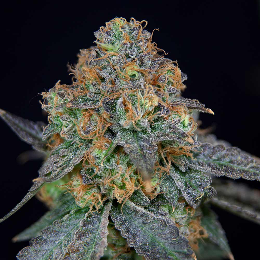 Sherbdog Female Weed Seeds by Grateful Seeds Wholesale