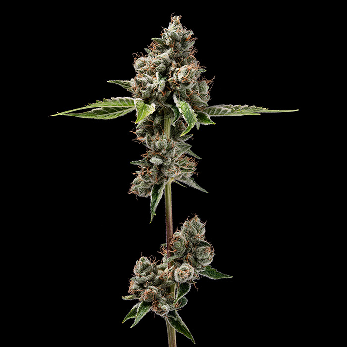 Sour Best Afghani Green Bodhi Regular Cannabis Seeds Wholesale