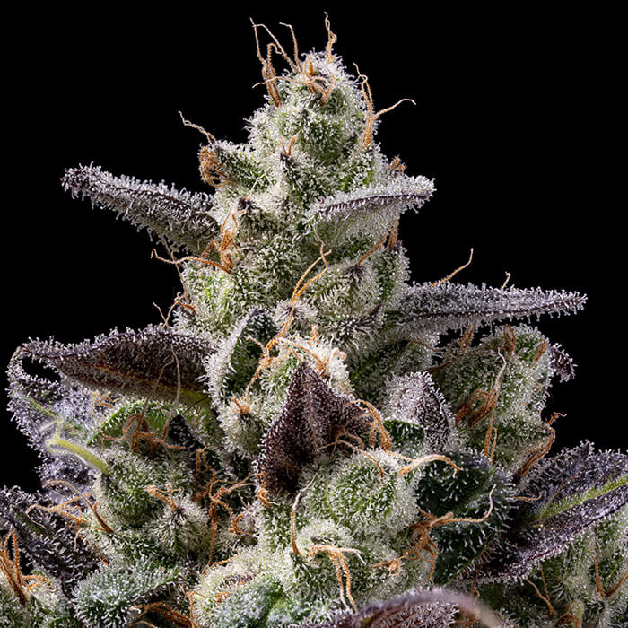 Chem D-Light Green Bodhi Regular Cannabis Seeds Wholesale