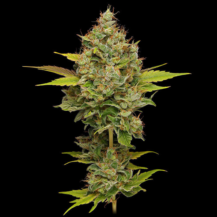 Hazy Lights Green Bodhi Regular Cannabis Seeds Wholesale