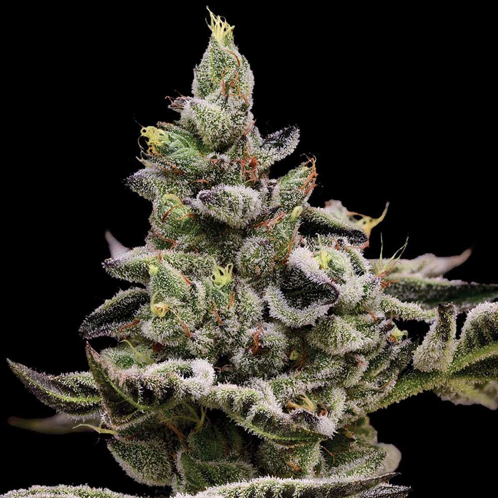 Platinum Affie 78 Regular Cannabis Seeds Green Bodhi Wholesale