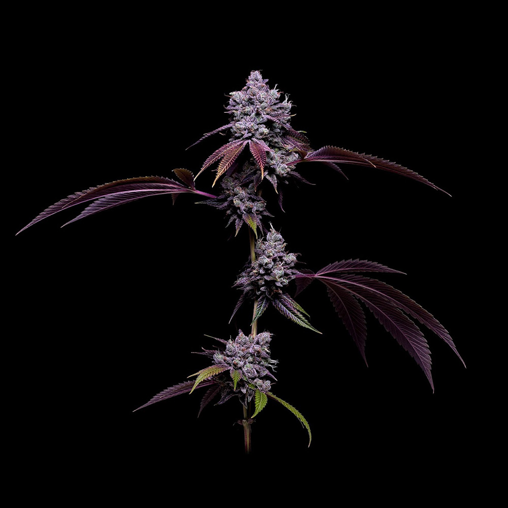 78 Tenzin #4 Regular Cannabis Seeds Green Bodhi Wholesale
