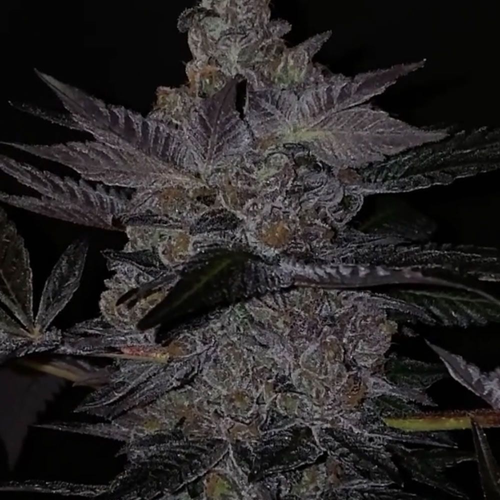 Apple Fudge Female Weed Seeds by Grounded Genetics Wholesale