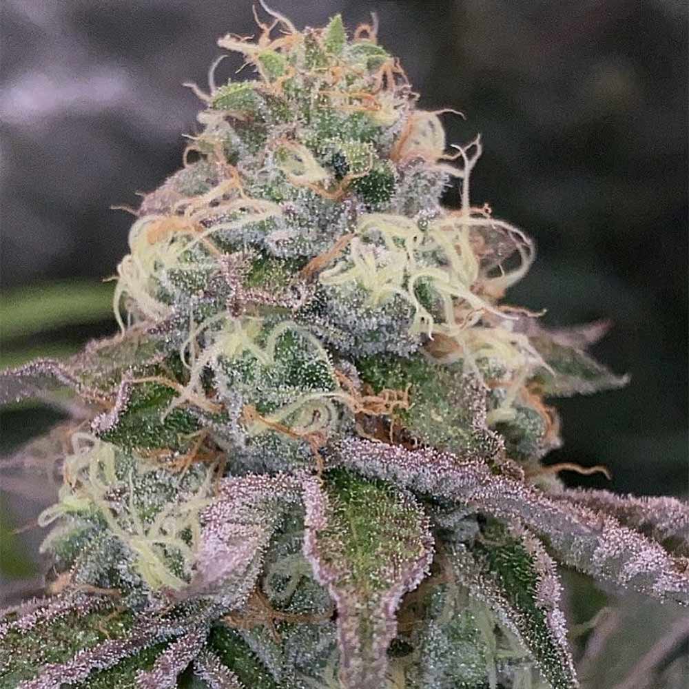 Blue Fizz Female Weed Seeds by Grounded Genetics Wholesale