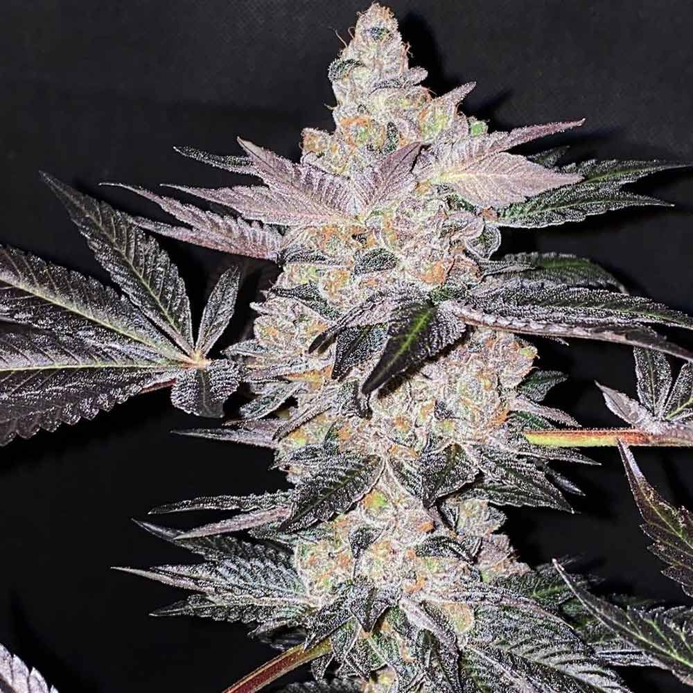 Apple Fudge Female Weed Seeds by Grounded Genetics Wholesale