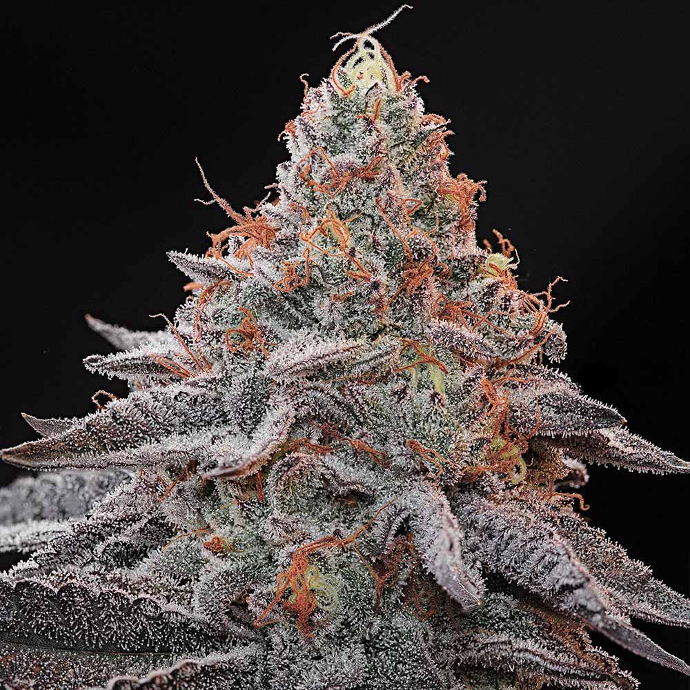 Kashmir Black Grounded Genetics Feminized Cannabis Seeds