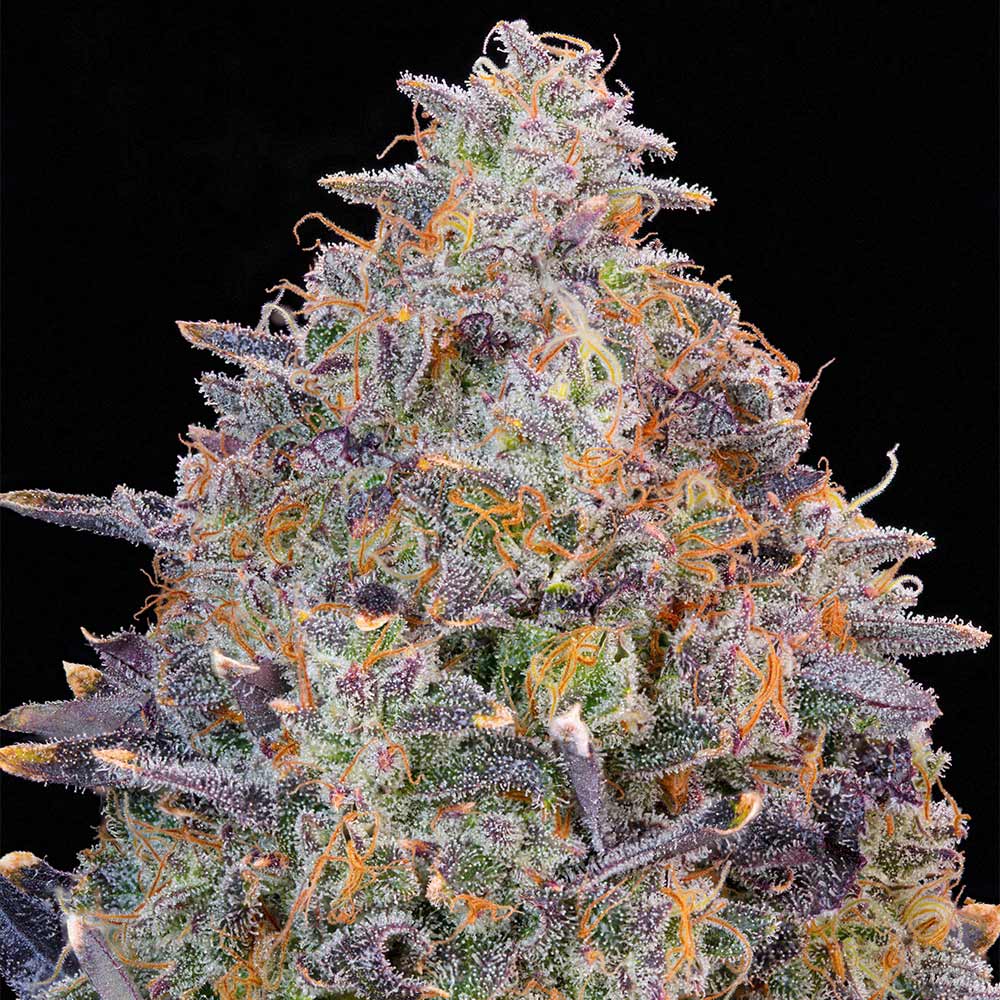 Pink Chai Grounded Genetics Feminized Cannabis Seeds