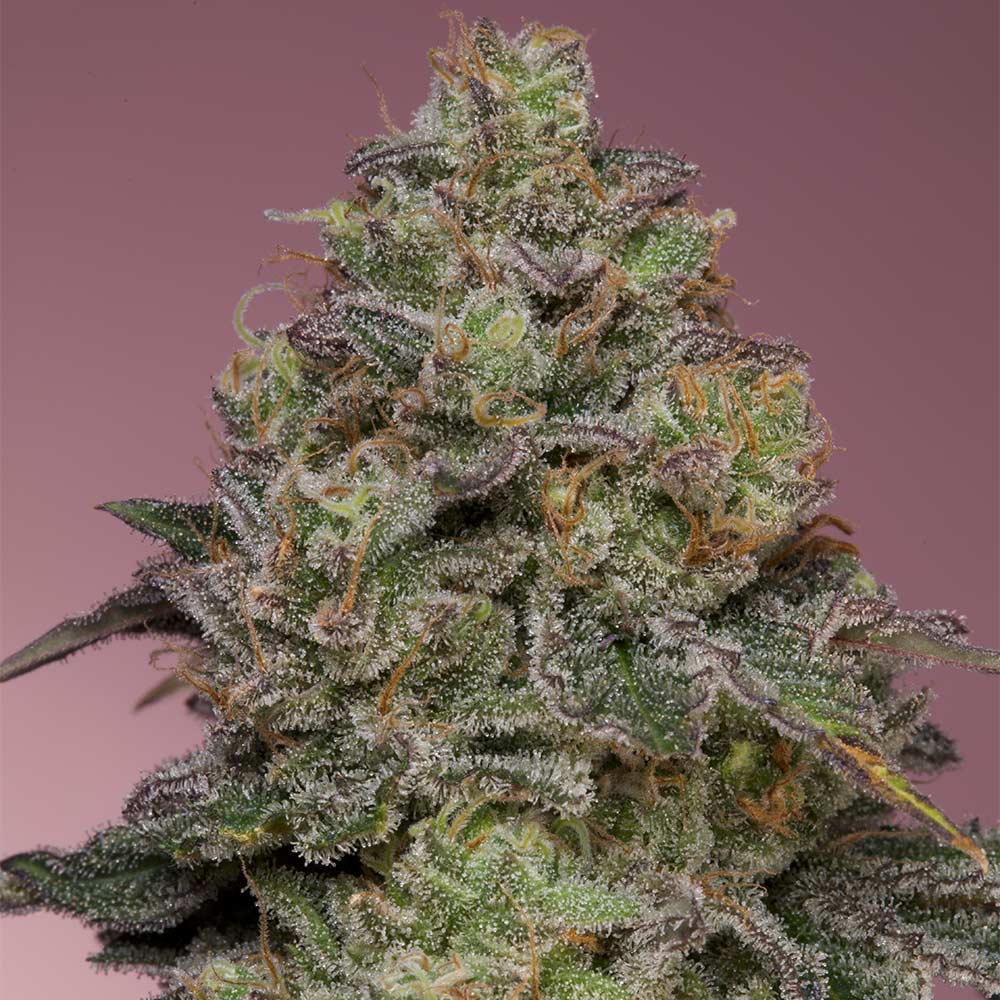 Pink Parmesan Grounded Genetics Feminized Cannabis Seeds