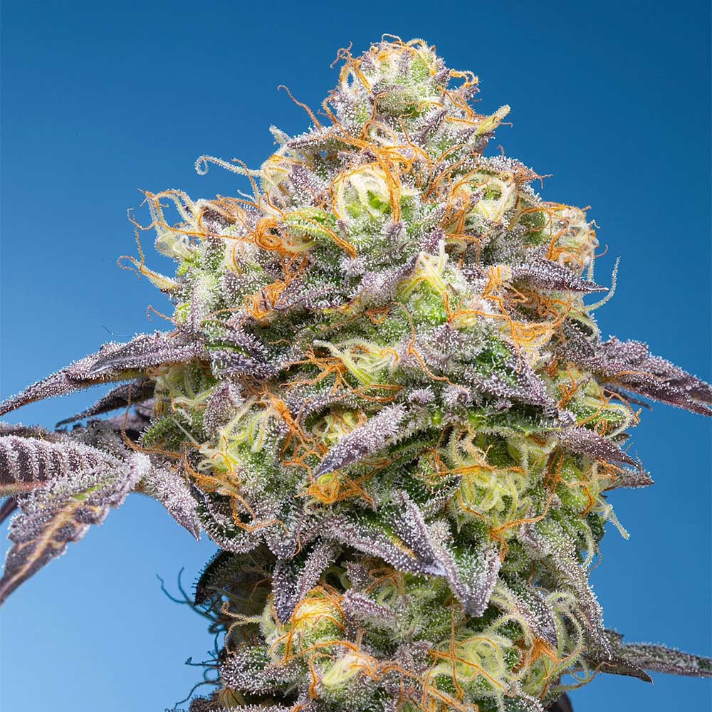Plumz Grounded Genetics Feminized Cannabis Seeds