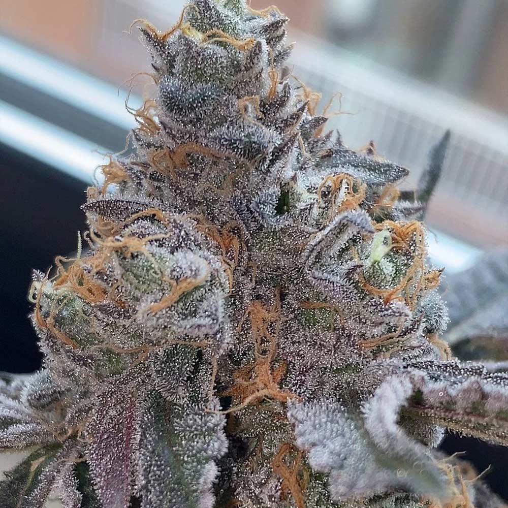 Pinata Female Weed Seeds by Grounded Genetics Wholesale