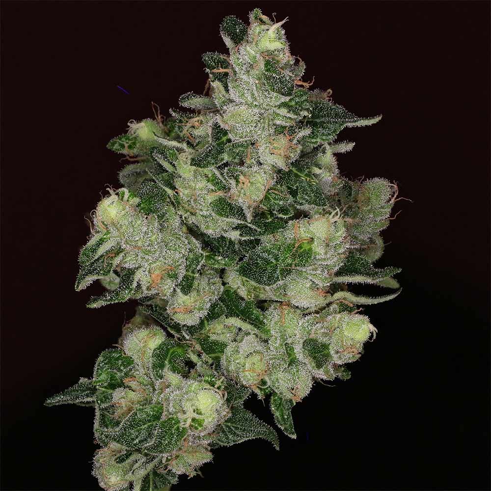 The Glow Female Weed Seeds by Grounded Genetics