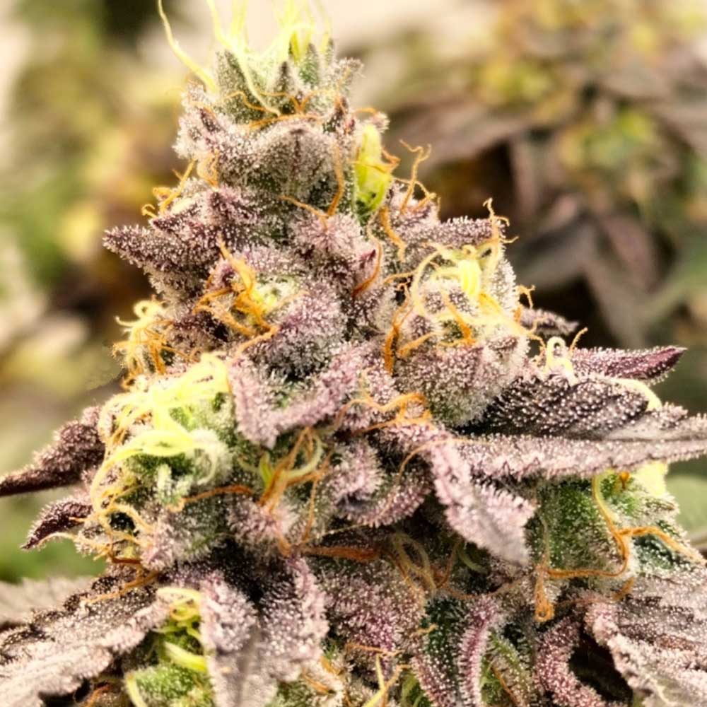 Z Pointer Female Weed Seeds by Grounded Genetics Wholesale