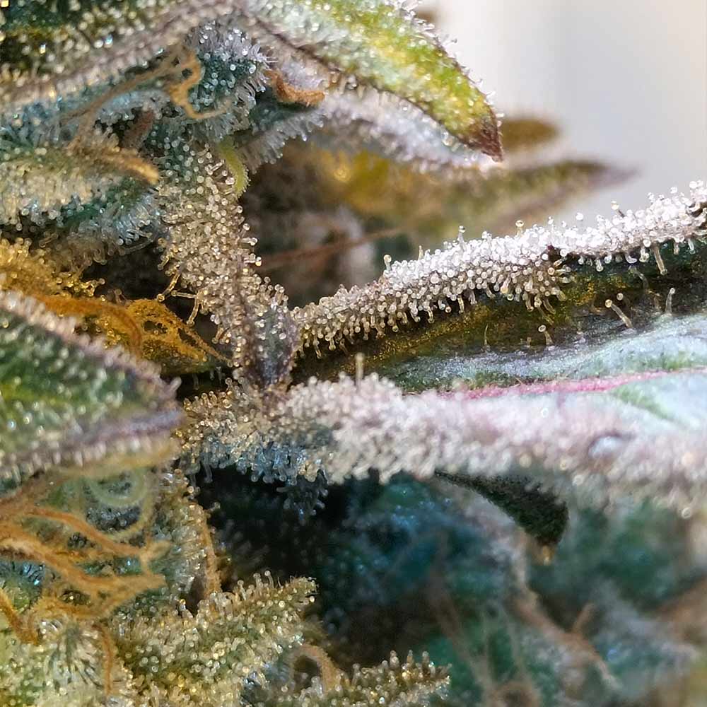 Zilk Road Female Weed Seeds by Grounded Genetics Wholesale