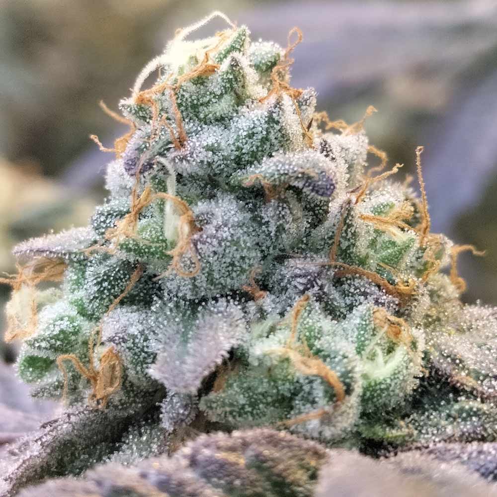 Zlurpi Female Weed Seeds by Grounded Genetics