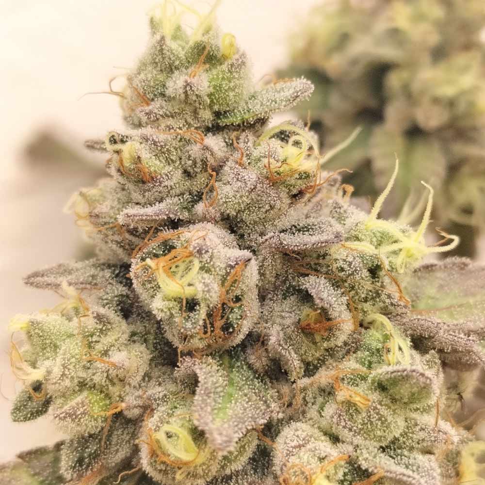 Zlurpi Female Weed Seeds by Grounded Genetics Wholesale