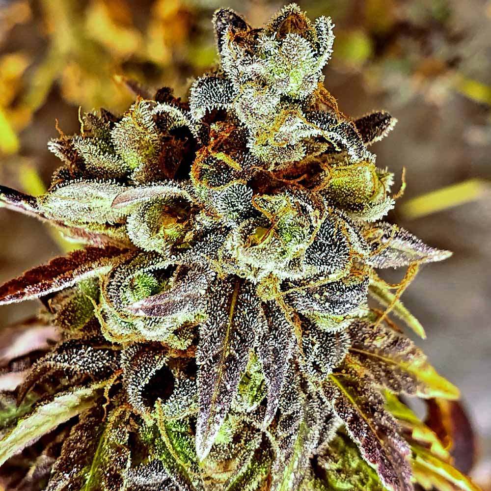 Black Cherry Cake Weed Seeds