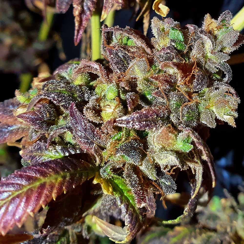 Black Cherry Cake Weed Seeds