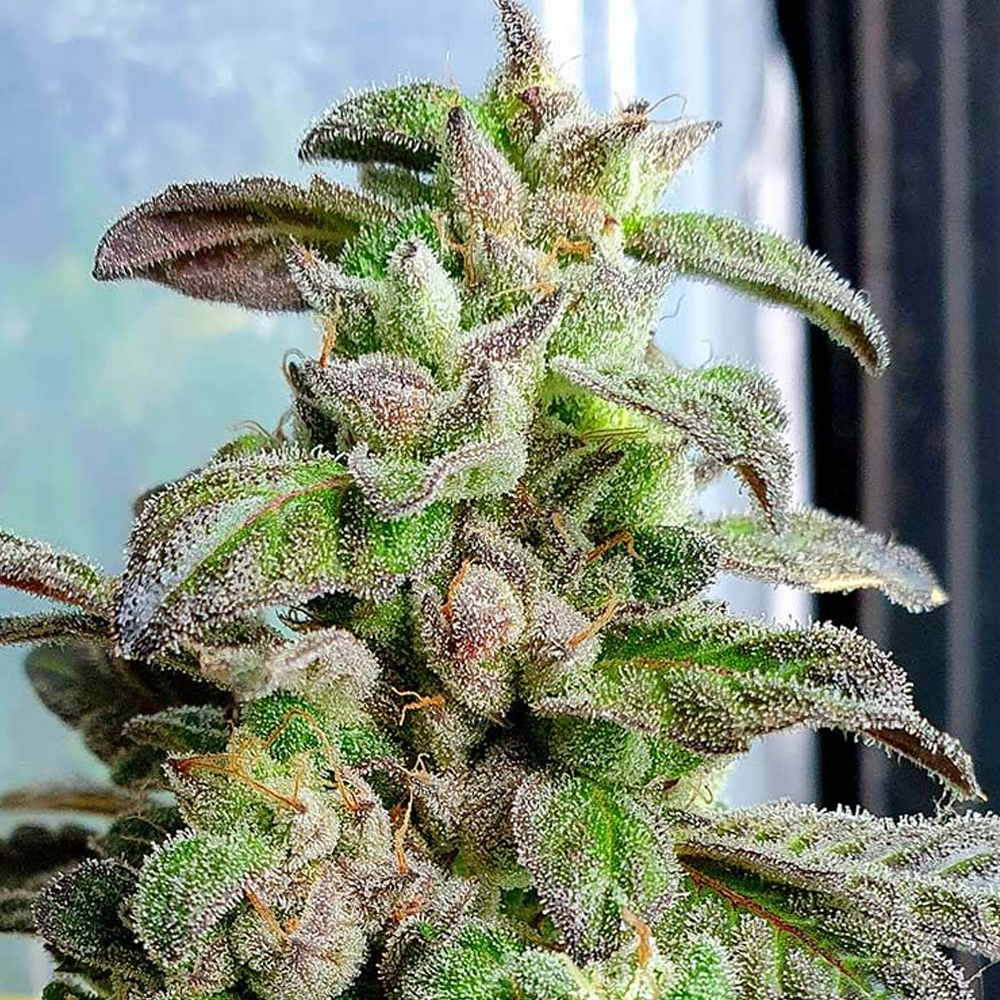 Dark Coffee Feminized Cannabis Seeds by Holy Smoke Seeds