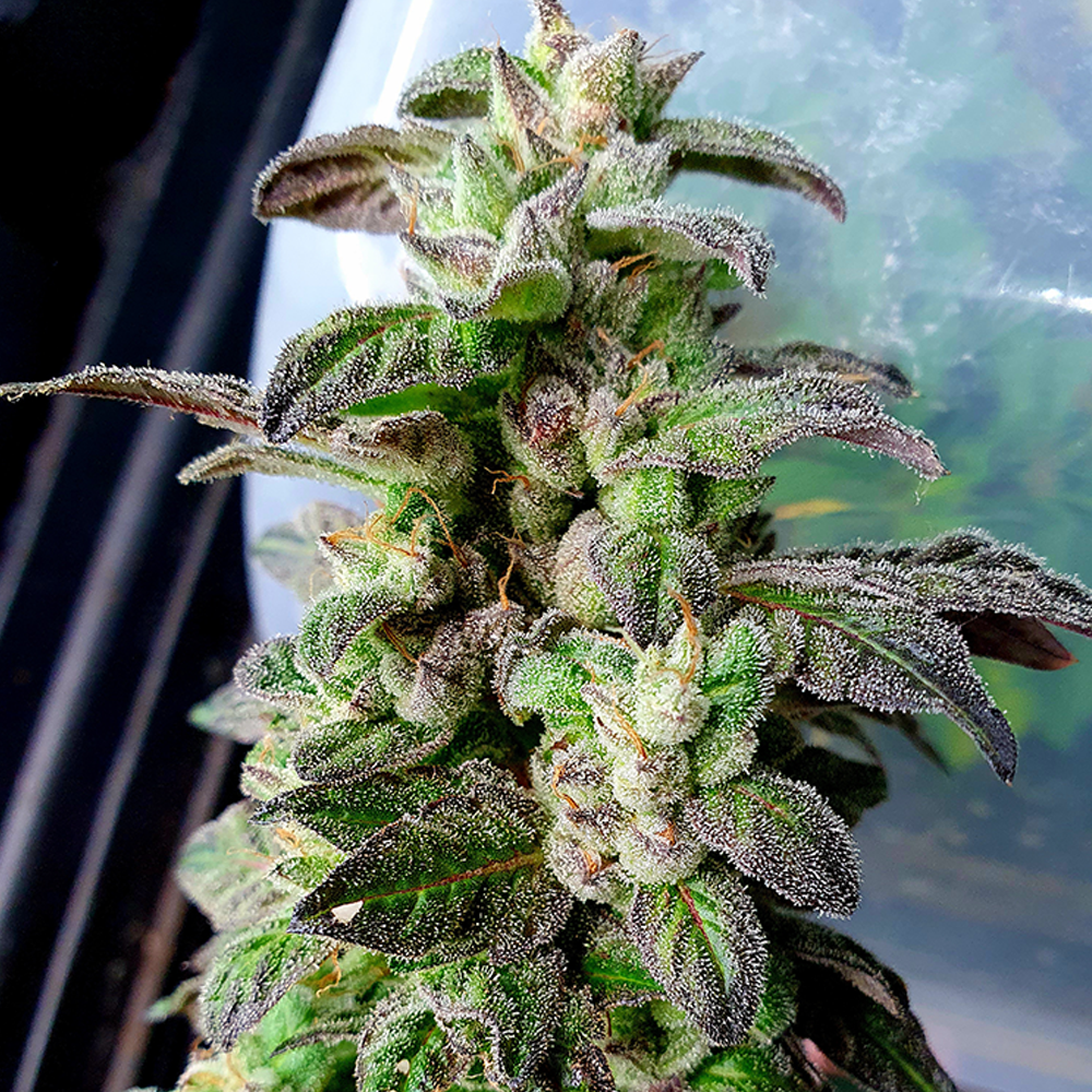 Dark Coffee Feminized Cannabis Seeds by Holy Smoke Seeds