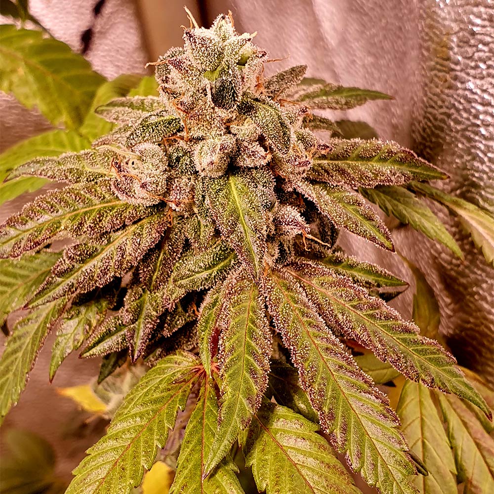 Gold Barz Feminized Cannabis Seeds by Holy Smoke Seeds