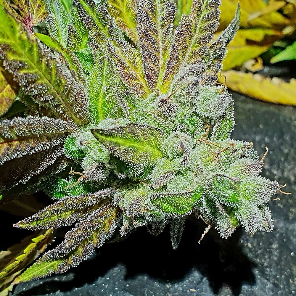 Gold Barz Feminized Cannabis Seeds by Holy Smoke Seeds