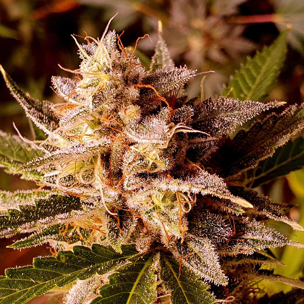 Banana Double Mac Feminized Cannabis Seeds