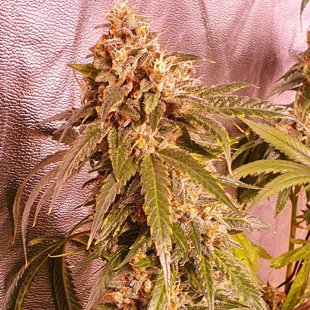 Banana Double Mac Feminized Cannabis Seeds