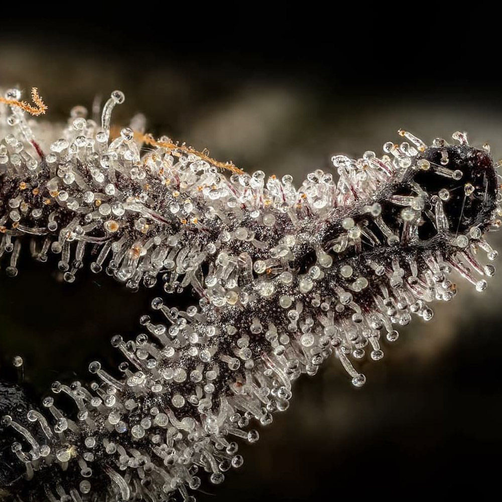 Holy Smoke Cannabis Seeds