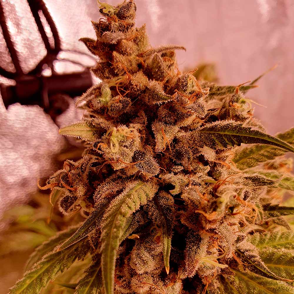 Gold Teeth Feminized Cannabis Seeds