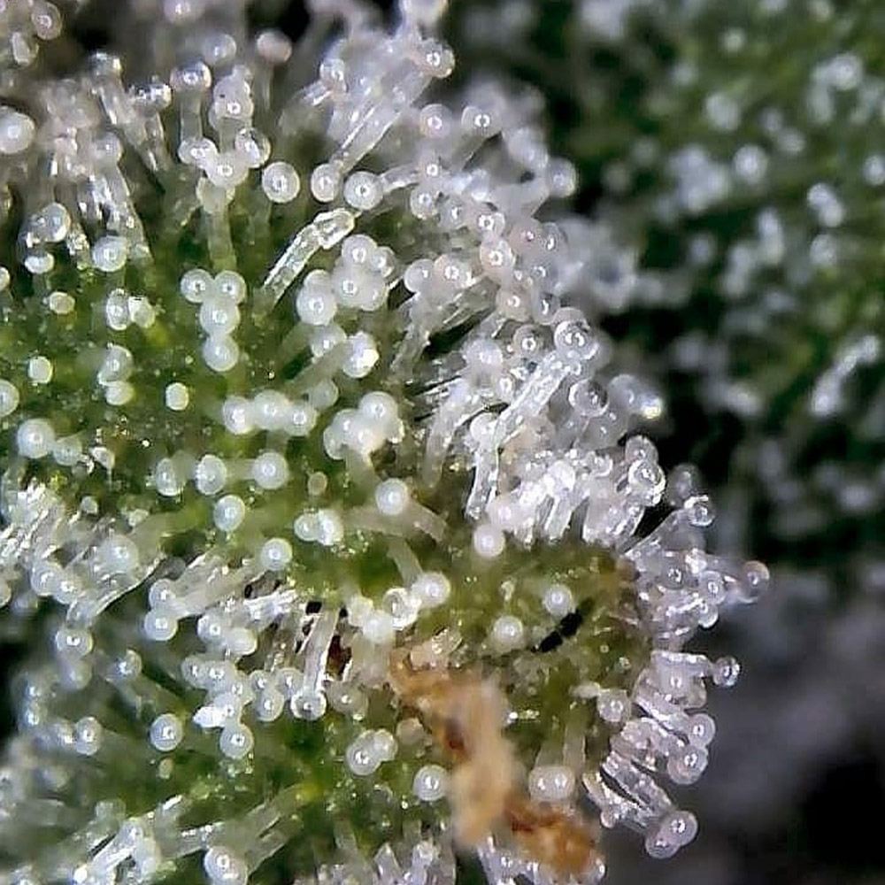Holy Smoke Cannabis Seeds Germany