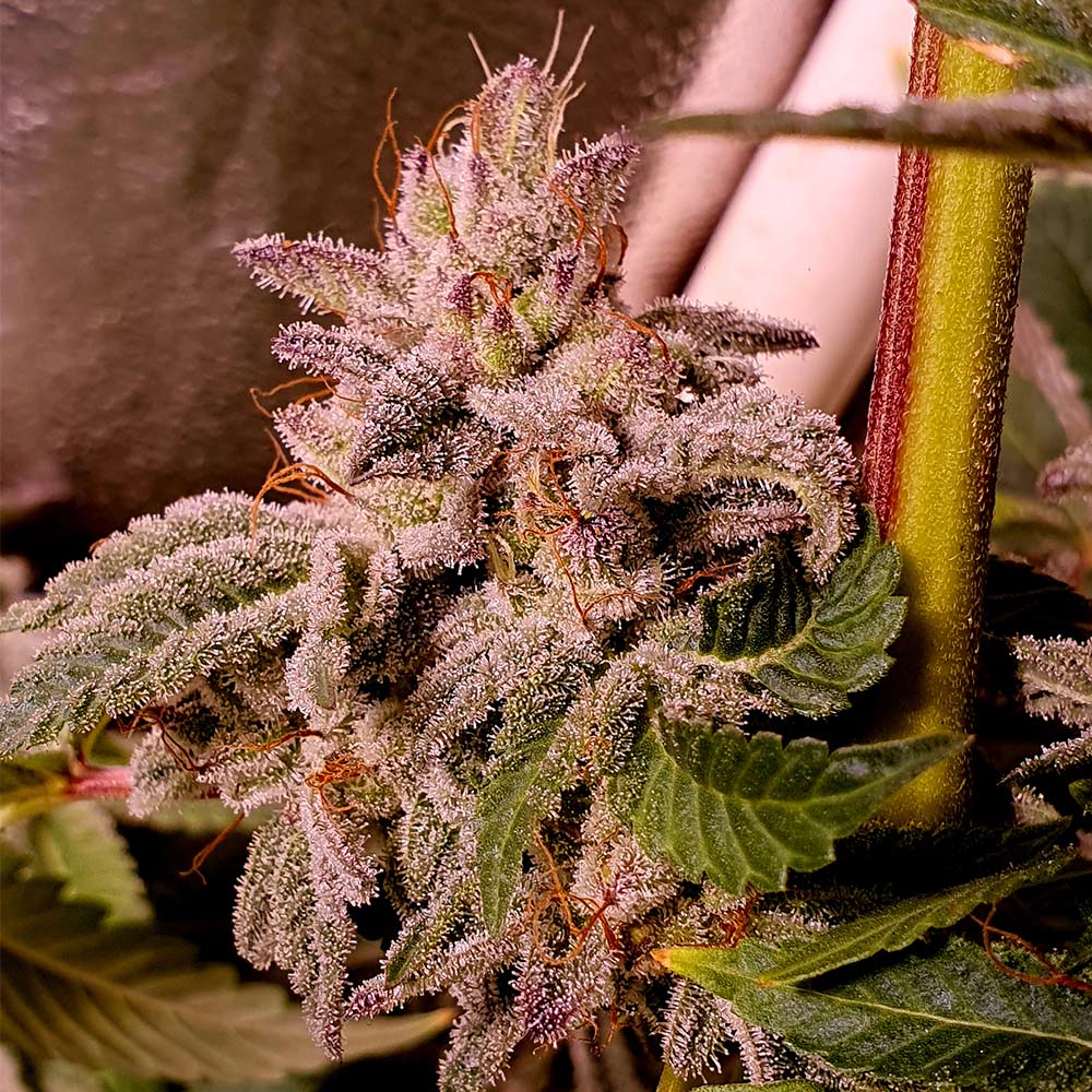 Melted Oreoz Feminized Cannabis Seeds by Holy Smoke Seeds