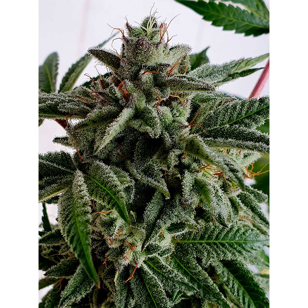 Melted Oreoz Feminized Cannabis Seeds by Holy Smoke Seeds