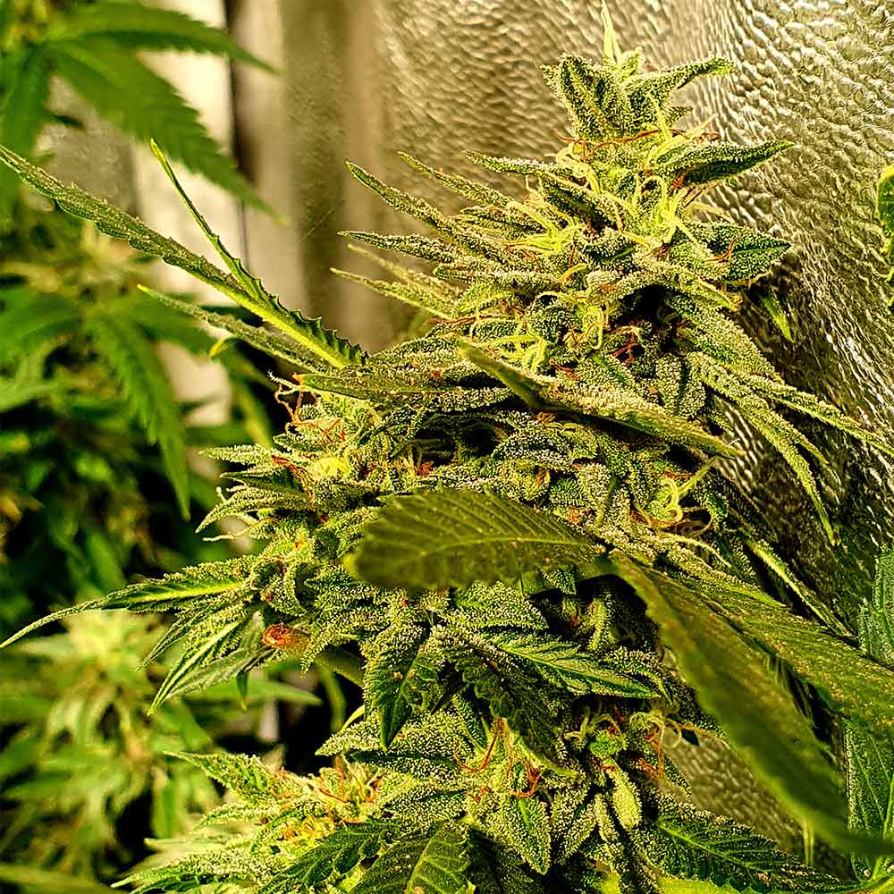 Peach Slaps Female Weed Seeds