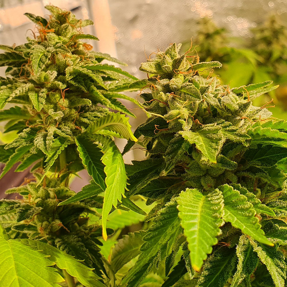 Reggae Radio Cannabis Seeds