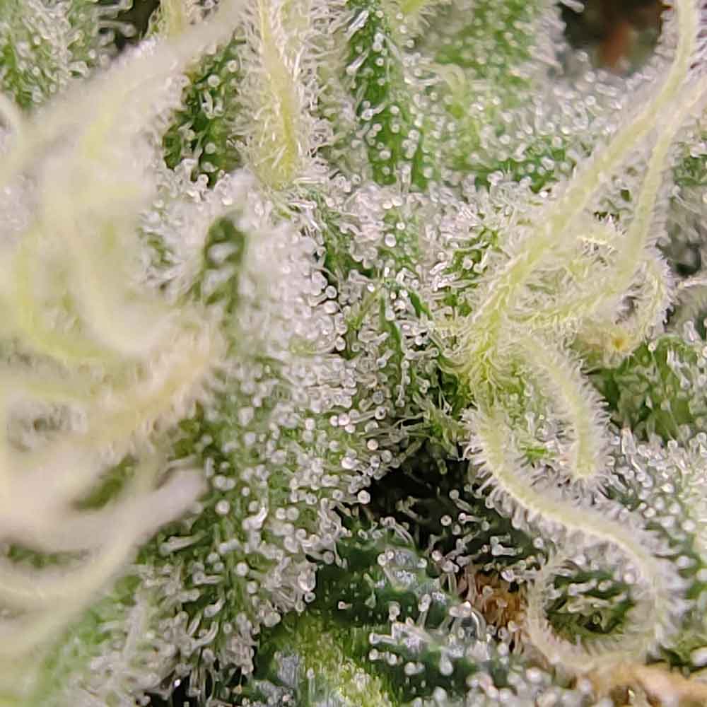 41 Zi Karma Genetics Regular Cannabis Seeds Wholesale