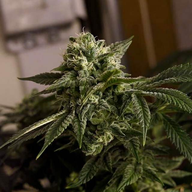Old Dirty Biker aka Cheesy Rider Regular Cannabis Seeds Wholesale