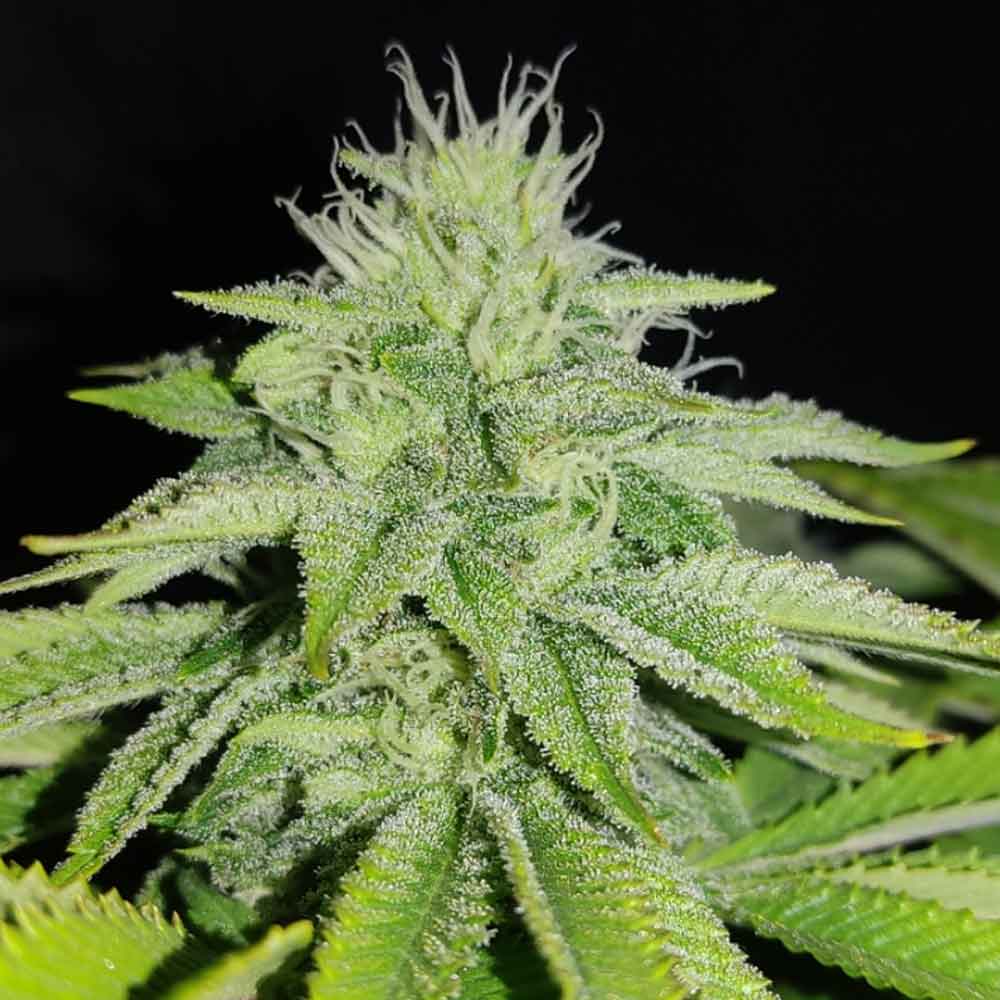 Zi Melon Karma Genetics Regular Cannabis Seeds Wholesale