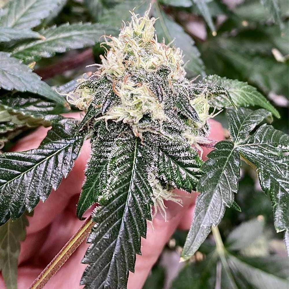 OG Tini Regular Cannabis Seeds by Karma Genetics Wholesale