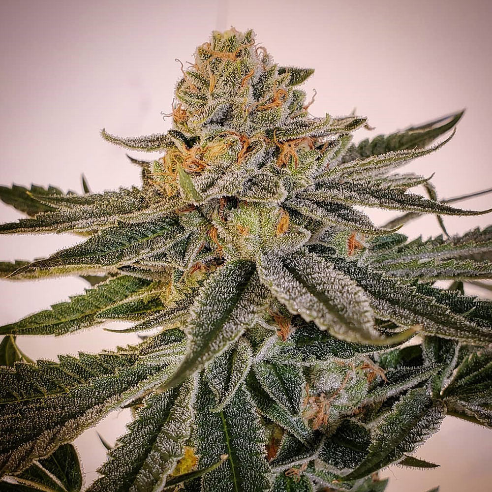 Sour Melon Regular Cannabis Seeds by Karma Genetics Wholesale