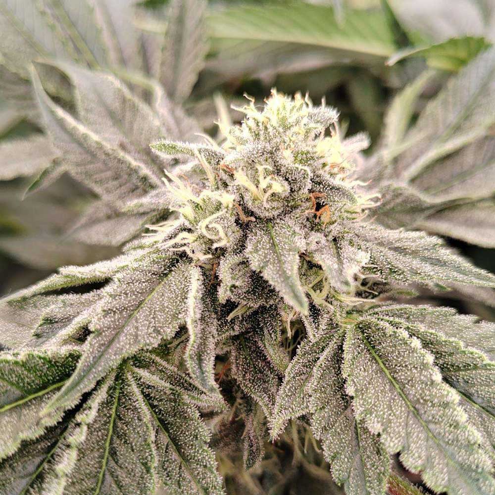 Zi Fritter Regular Cannabis Seeds by Karma Genetics Wholesale